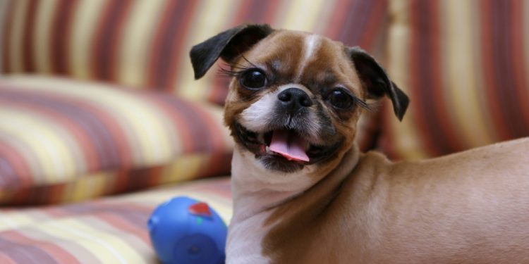 Top 10 perros más graciosos del mundo