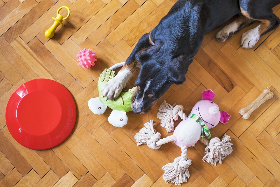 10 juegos para divertirte con tu perro en casa o en el jardín
