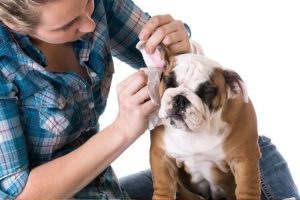 Otohematoma en los perros. Qué es, qué lo causa y cómo tratarlo