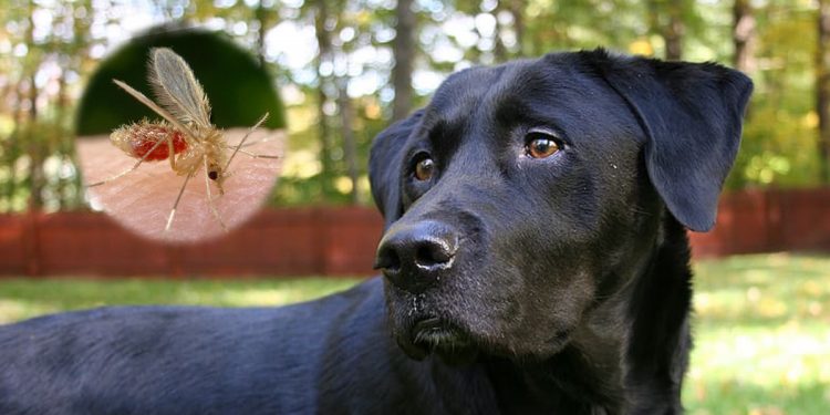 Persona especial Frágil Mm Leishmaniasis canina: CAUSAS, CONTAGIO y tratamiento con alopurinol