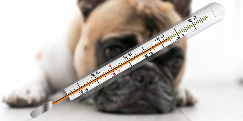 Cómo saber si un perro tiene fiebre y cómo tratarla