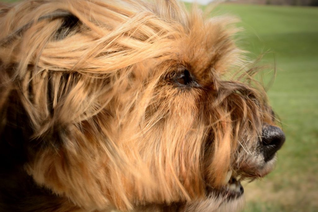 Vallas invisibles para perros Antifugas las conoces? / Blog  Collar-adiestramiento