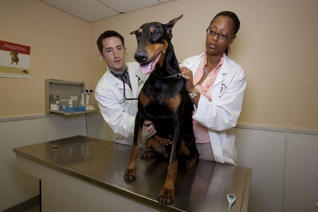perro en el veterinario