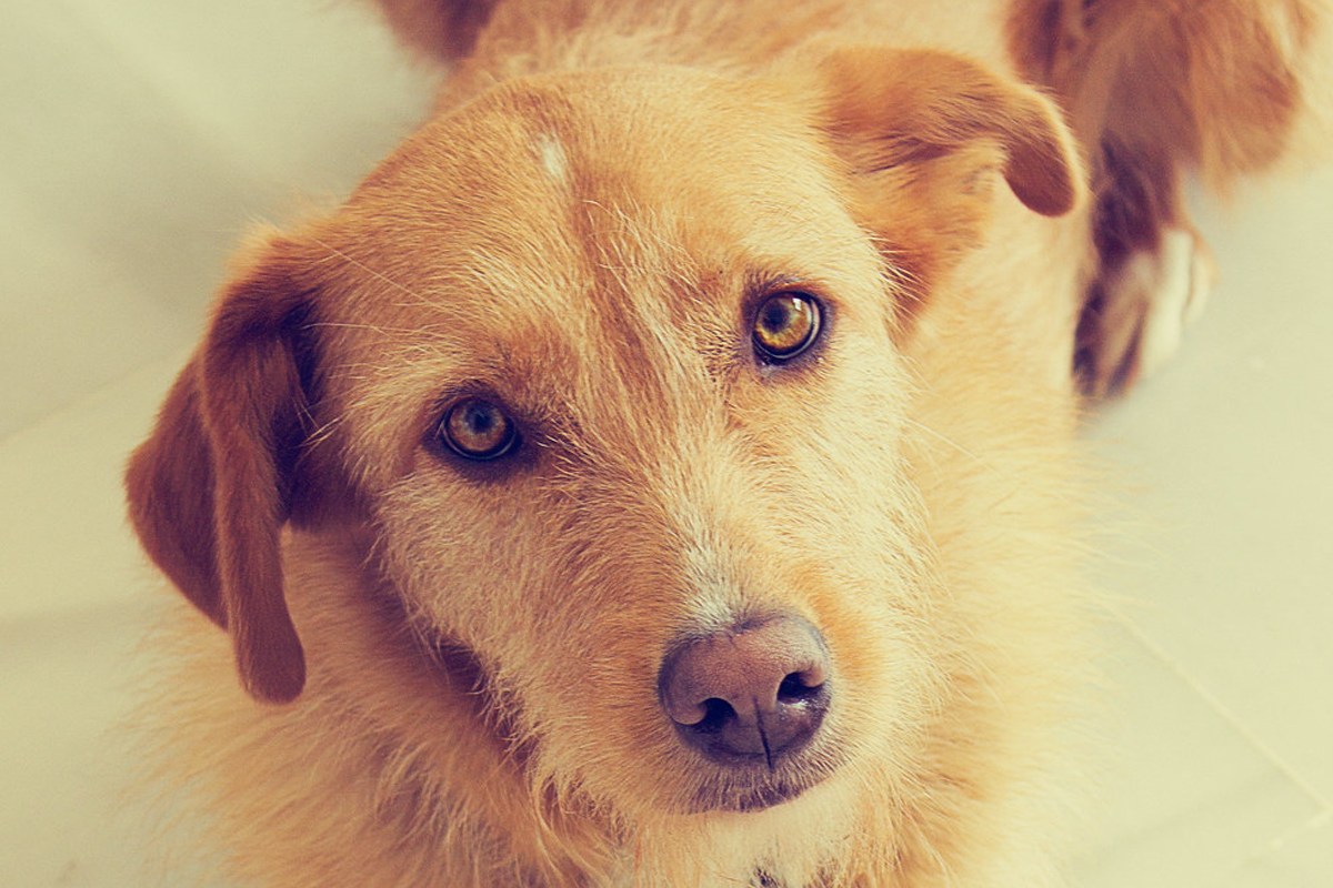 Piometra canina. Qué la causa, tratamiento y cómo prevenirla