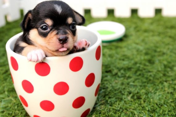 Cómo elegir la mejor leche maternizada para los cachorros