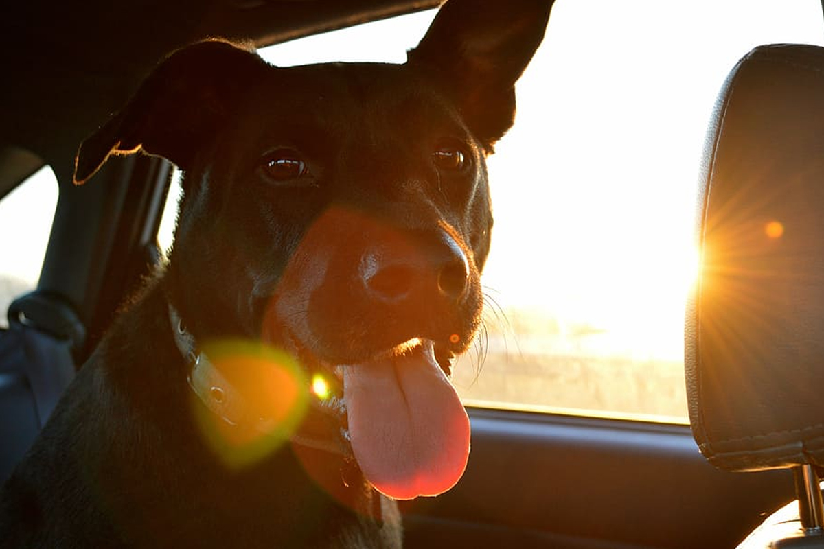 Cinturón de seguridad de perro grande coche de seguridad del cinturón de seguridad grande 20-40kg pecho 45-85cm