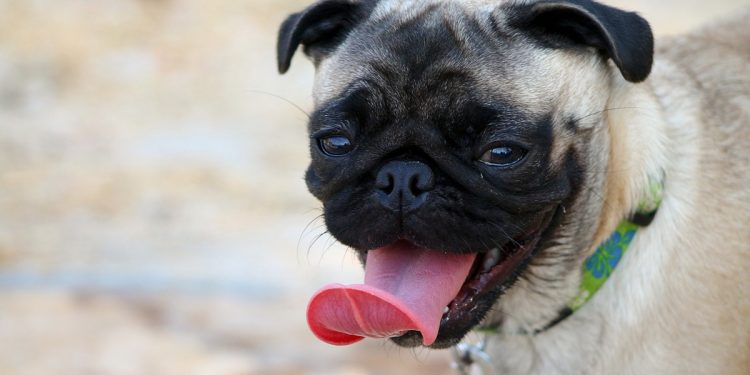 El asma en los perros. Síntomas, tratamiento y mejores nebulizadores