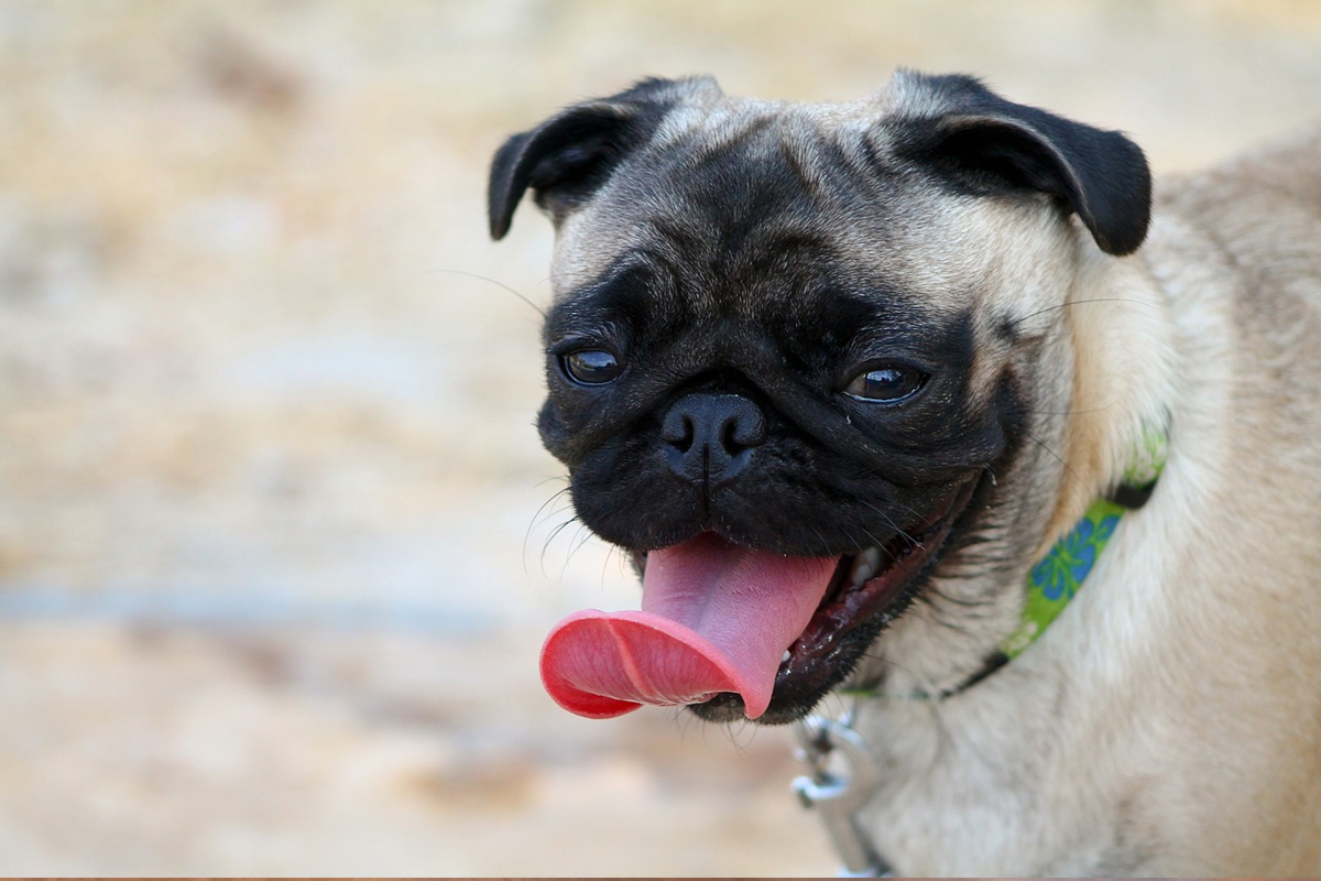 ASMA perros: Mejores nebulizadores y ventolines para tu mascota.