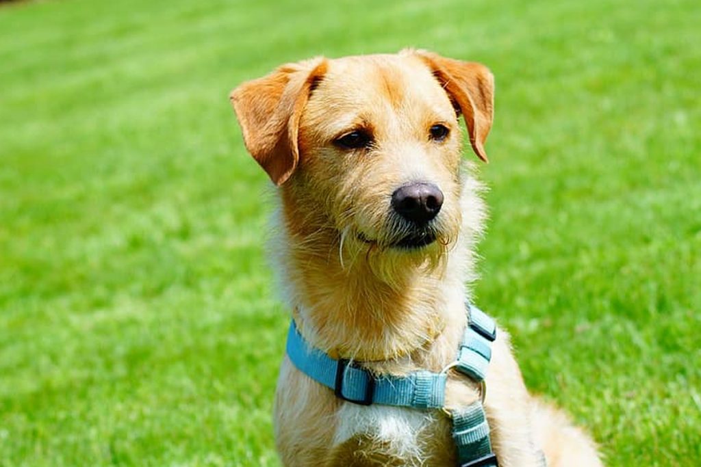 ASMA perros: Mejores nebulizadores y ventolines para tu mascota.
