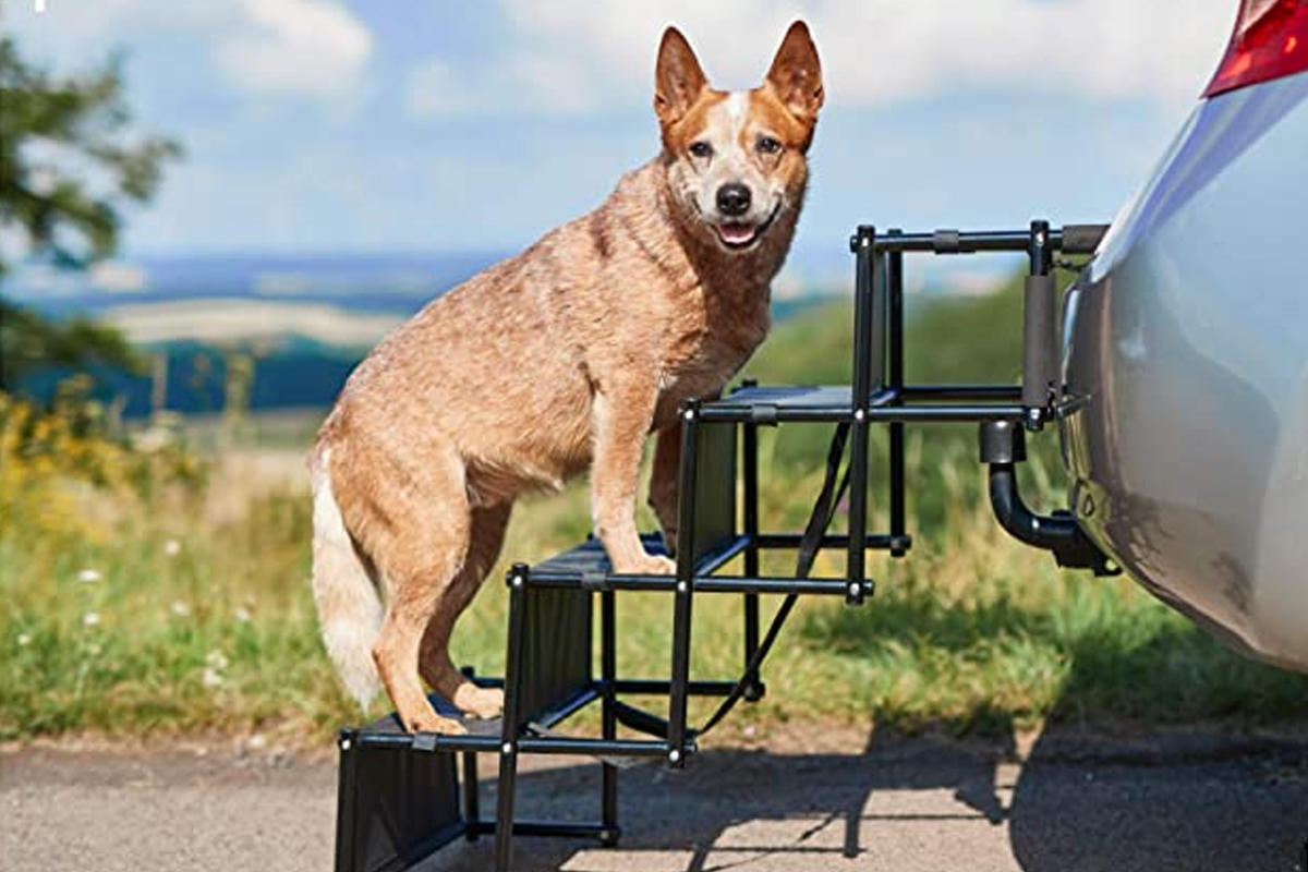 Mejores RAMPAS y ESCALERAS para perros. 【 Guía Completa】