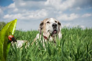 Ehrlichiosis canina. Qué la causa, tratamiento y cómo prevenirla