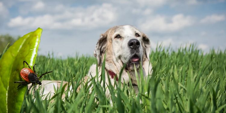 Ehrlichiosis canina. Qué la causa, tratamiento y cómo prevenirla