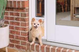 Mejores puertas para perros. Guía para elegir la más adecuada para tu mascota