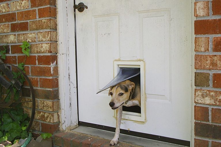 10 Mejores PUERTAS para PERROS ¡La mejor forma de entrar y salir!