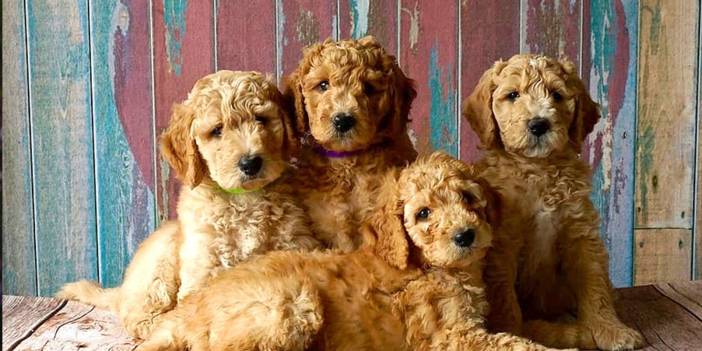 Top 10 razas de perros más cariñosas
