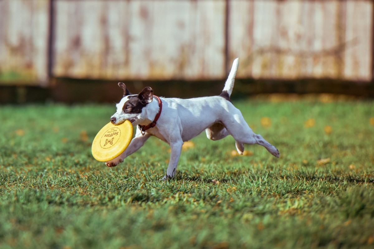 Mejores Frisbees para perros