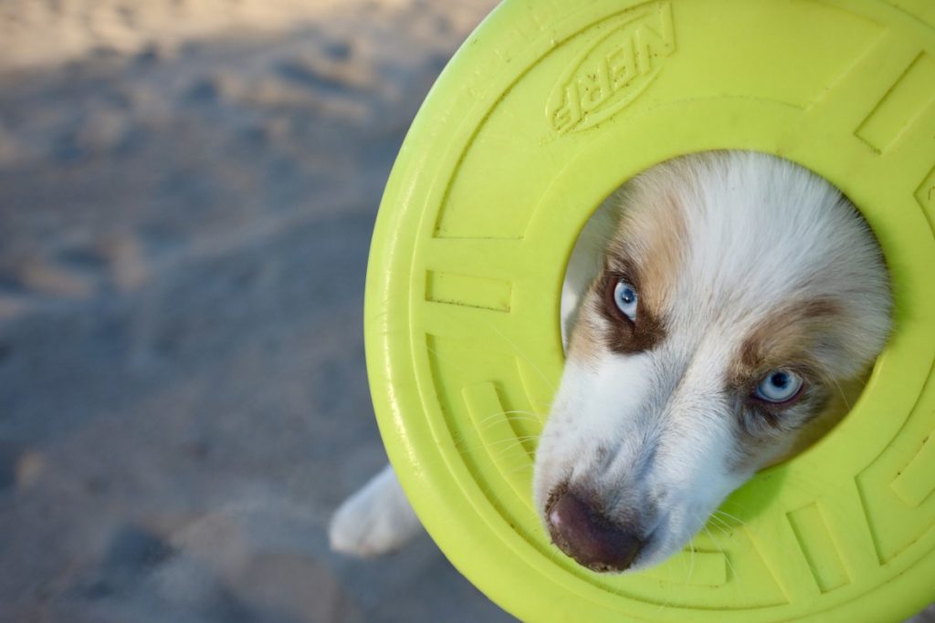 Wakerda Entrenamiento de Juguete para Perro Frisbee Entrenamiento de Goma Mascota Masticar Juguete de Perro Frisbee Perro Disco Amarillo-S 