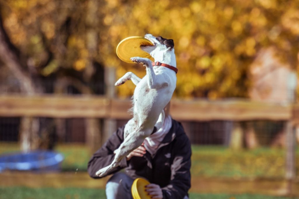 Juguete Frisbee Pet Max Flotante Diversion Paseos Perros 18 Cm