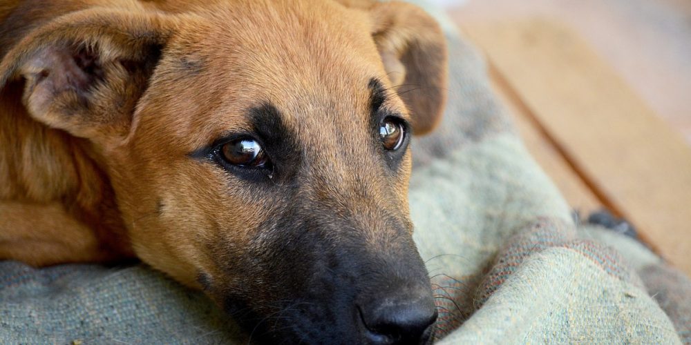 Leptospirosis en los perros. Causas, remedios y tratamiento