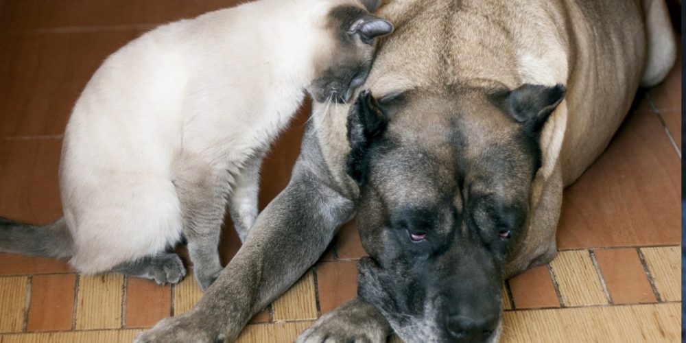 Toxoplasmosis en los Perros Síntomas, Prevención y Tratamiento