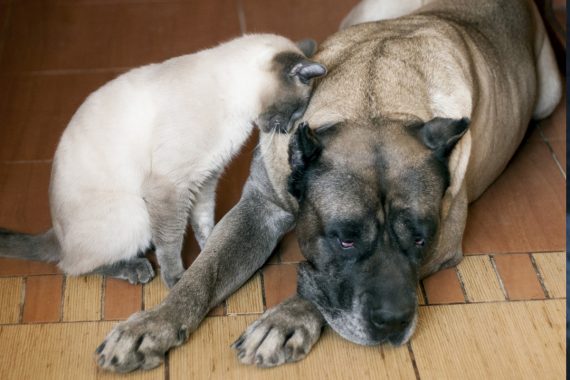 Toxoplasmosis en los perros. Cómo detectarla y cómo se cura