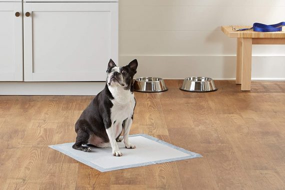 Mejores inodoros para perros