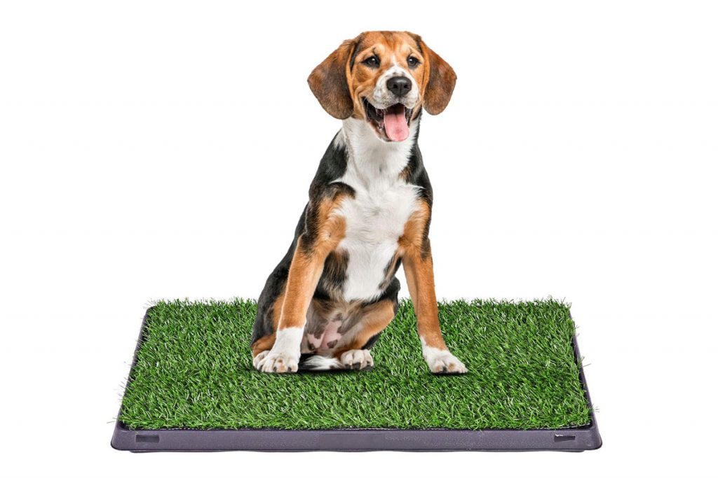 Inodoro para Perros Césped Interior Orinal Perro Almohadilla de  Entrenamiento de Hierba para Mascotas Doméstico 63 x 50 x 7 cm