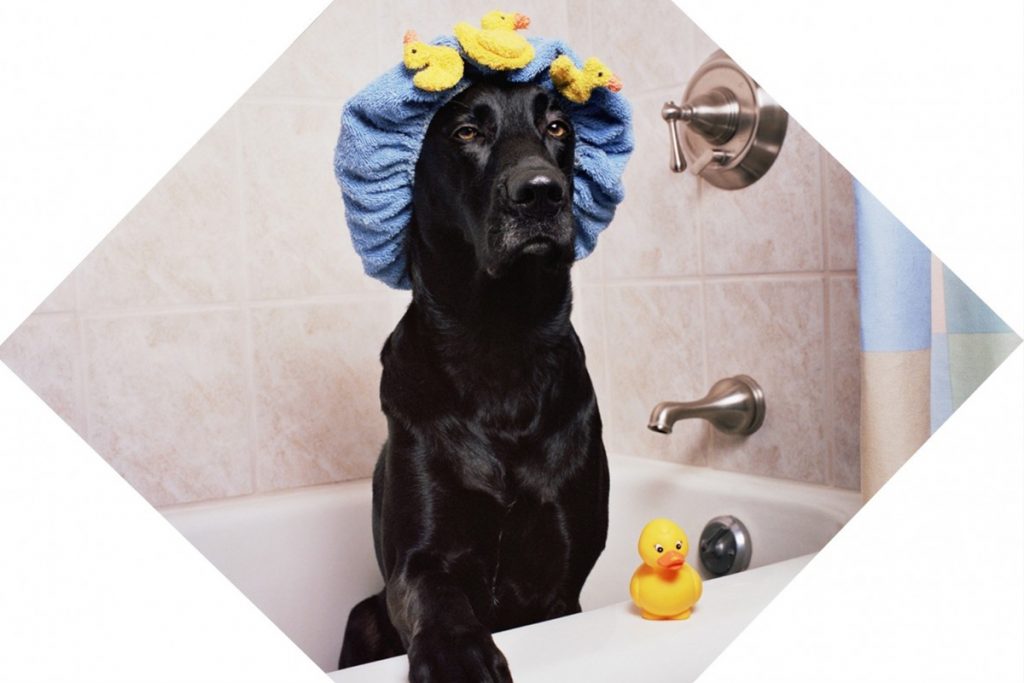 OTITIS en los perros: Qué la Causa, Cómo Evitarla y Cómo