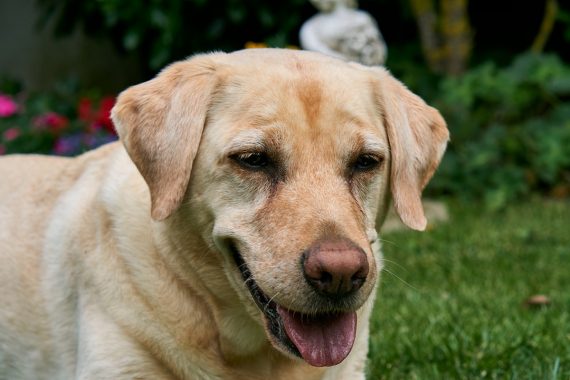 Conjuntivitis en los perros. Qué la causa, cómo evitarla y cómo curarla