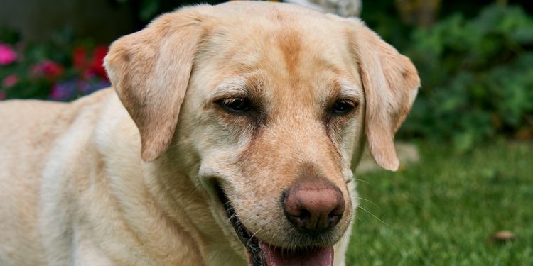 Por Inválido En la cabeza de Conjuntivitis en los perros: Qué la Causa, Cómo Evitarla y Cómo Curarla