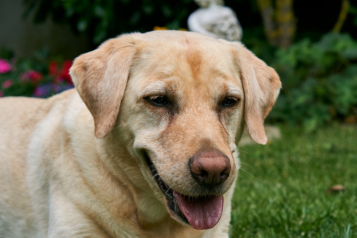Conjuntivitis en los perros: Causa, Cómo y Cómo Curarla