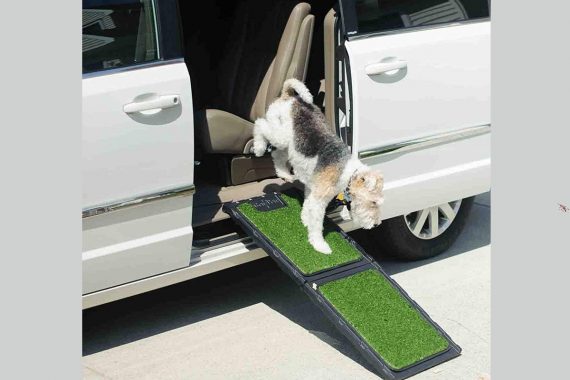 Mejores rampas para perros