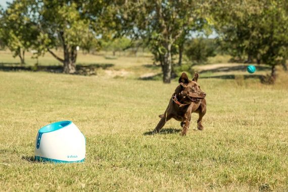 Mejores lanzadores de pelotas para perros