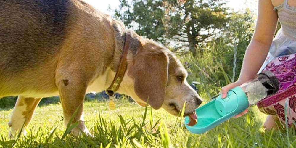 Mejores bebederos portátiles para perros