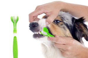 Mejores cepillos de dientes para perros y cómo utilizarlos