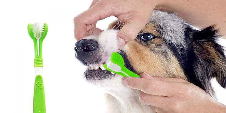 Mejores cepillos de dientes para perros y cómo utilizarlos
