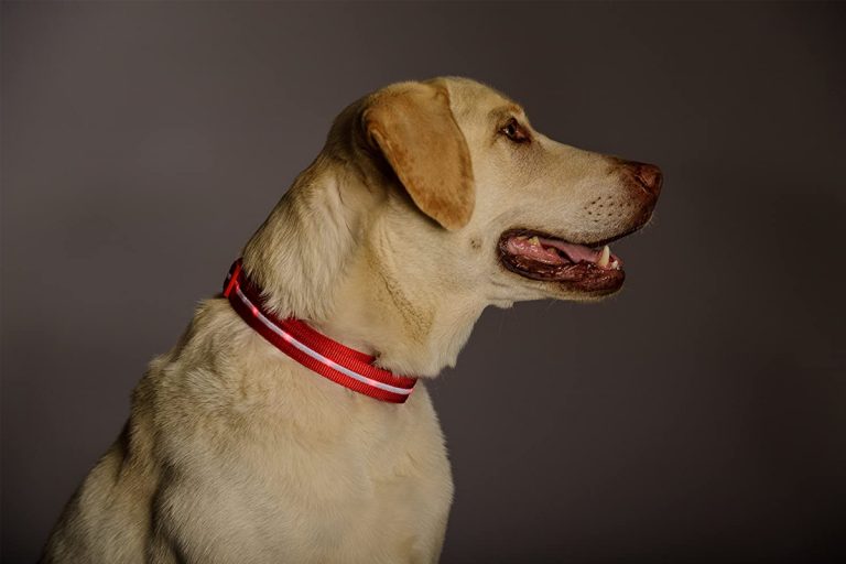 Collar Con Foto De Perro Dentro