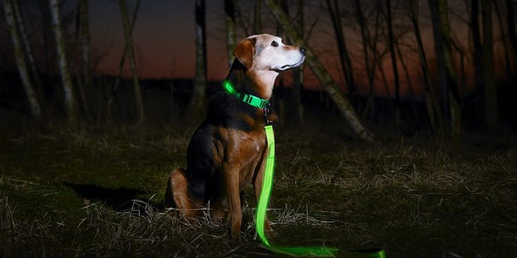 Los mejores collares luminosos para tu perro que brillan en la oscuiridad