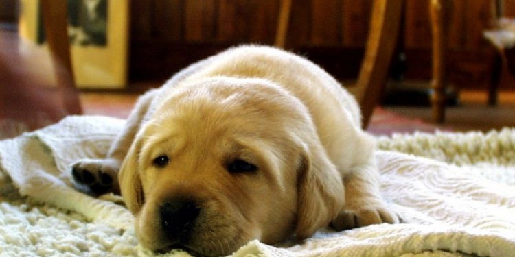 10 Remedios Caseros para el cuidado de perro que sabías