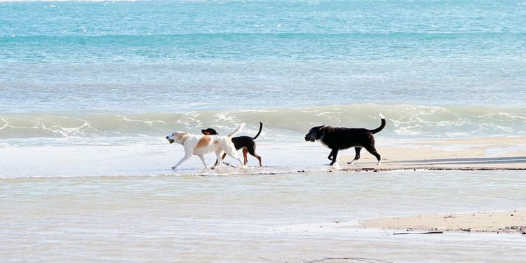 Playa para perros en Gava