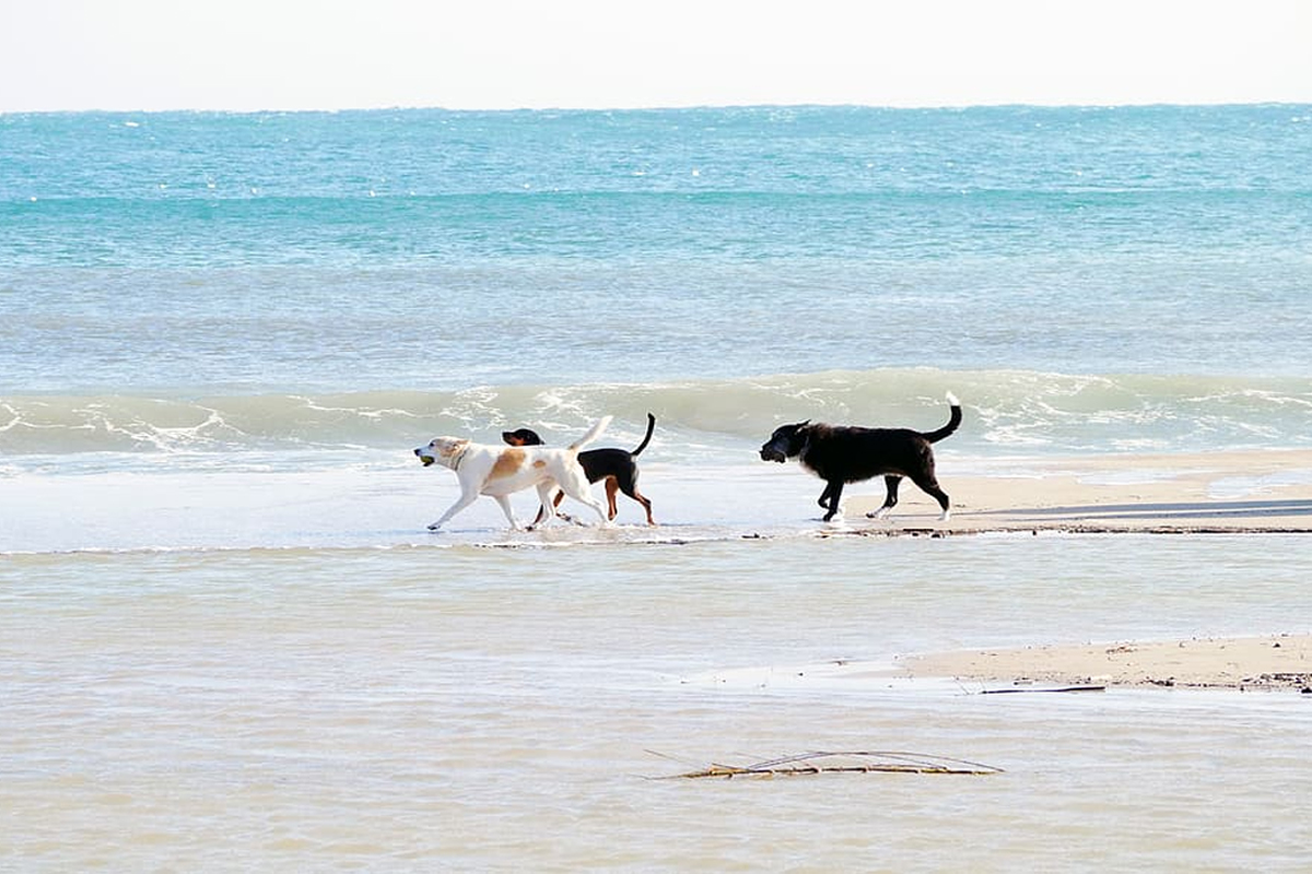 Playa para perros en Gava