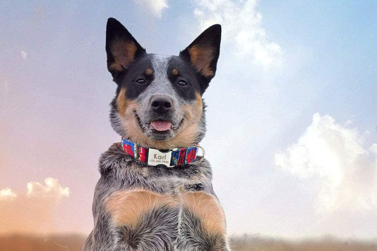 Top 14 Collares Personalizados para perros - € con su