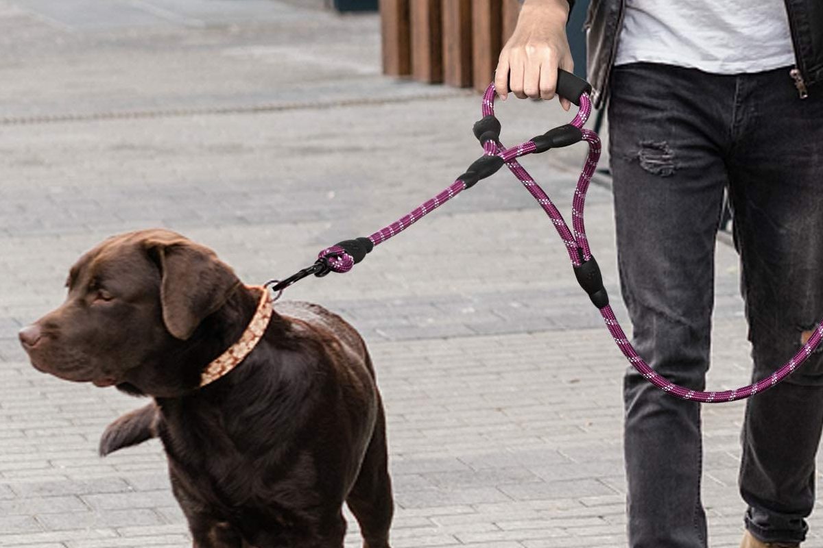 Formación Correa mascota perro plomo cuerda de seguridad 160 cm nailon cachorro gato correa 