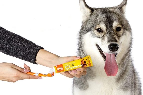 Mejores pastas de dientes para perros