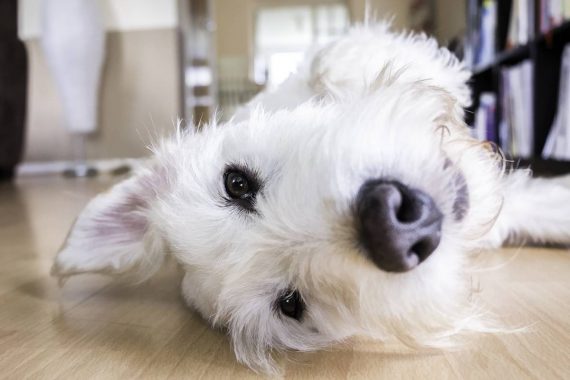 Cómo acostumbrar a tu perro a estar solo