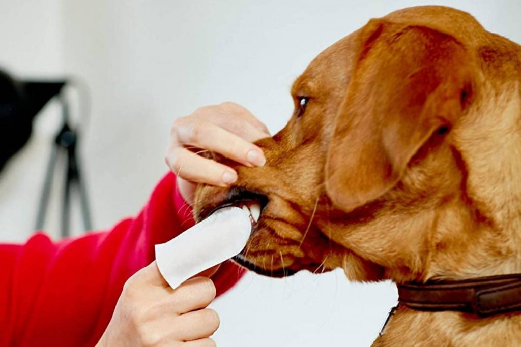 PORRINI Toallitas Higiene para Perro y Gato, Musgo Blanco Aloe : :  Productos para mascotas