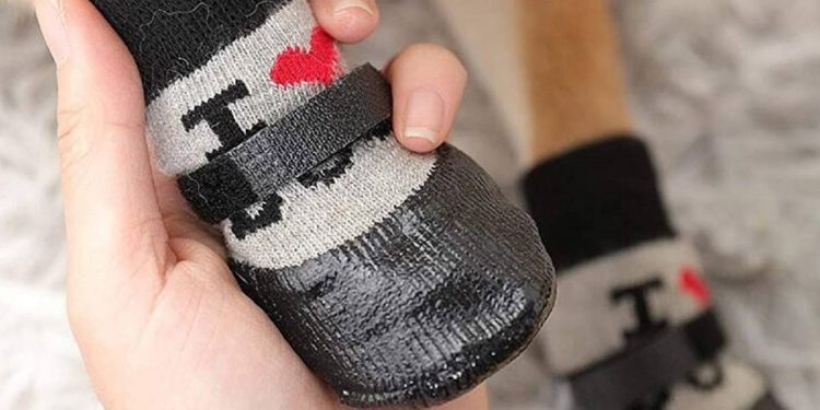 Los mejores calcetines para perros