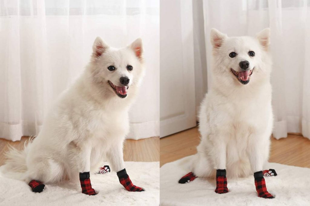Los mejores calcetines para perros 