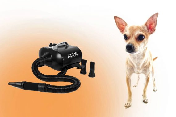 Mejores secadores de pelo profesionales para perros