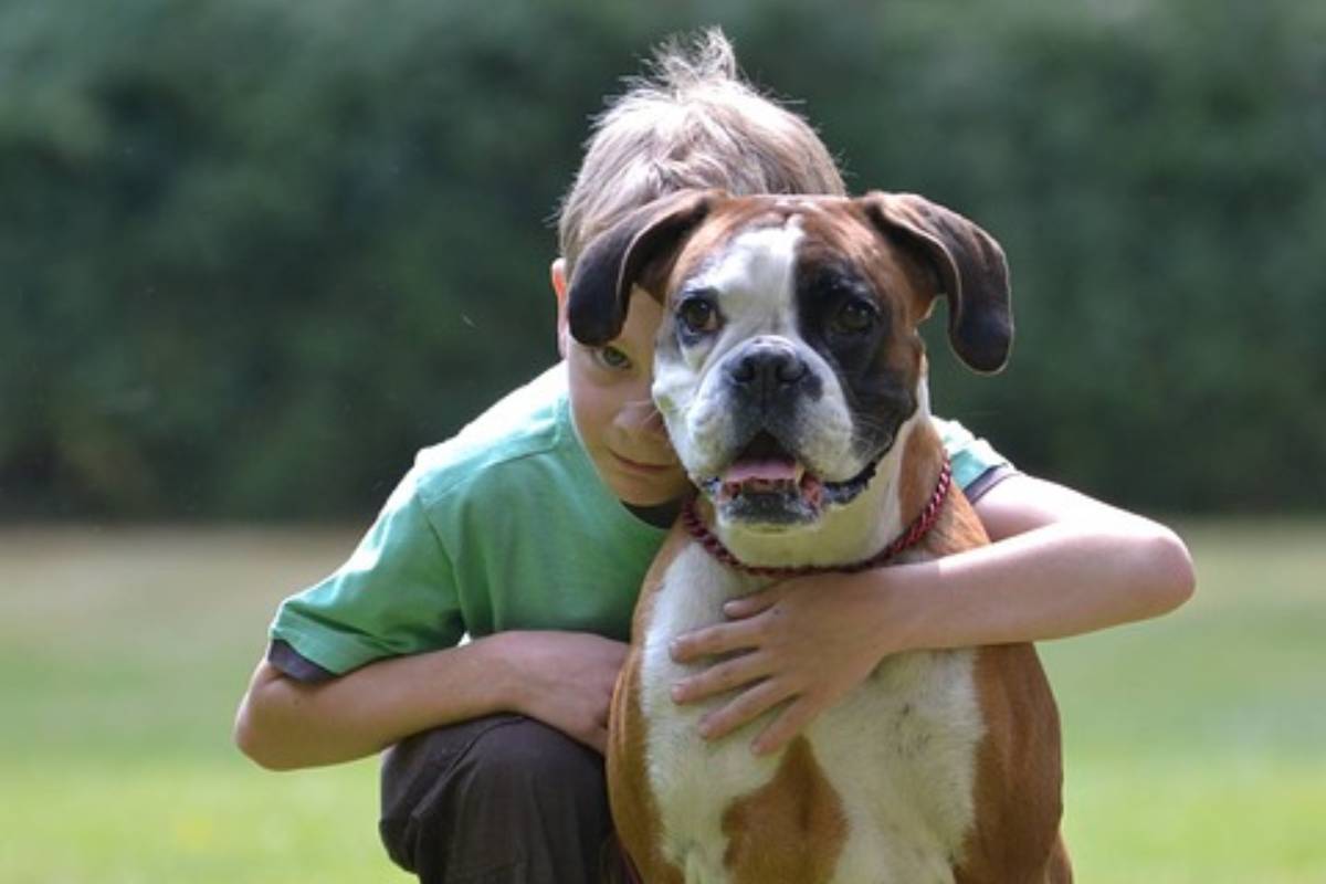 Guía sobre el BOXER Cría, Cuidado y Adiestramiento